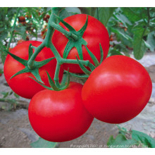 HT46 Jesou maturidade precoce precoce, sementes híbridas de tomate vermelho f1 com alto rendimento